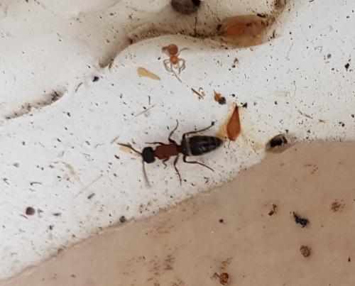 Krombeinella sp.